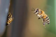 Światowy Dzień Pszczół w Nadleśnictwie Augustów