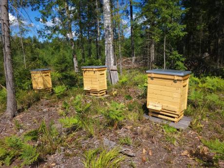 Zakończyliśmy długotrwały proces wsiedlania pszczół w 2022 r.