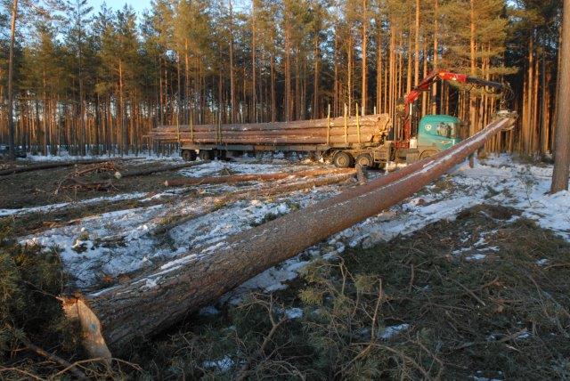 Drewno&#x20;jako&#x20;surowiec&#x20;wszech&#x20;czasów